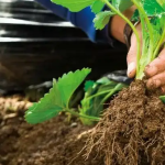 Fertilizantes: Estudios para desarrollo de suelos agrícolas.