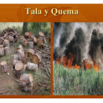 Deforestacion. (La Tala y Quema).
