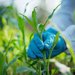 Mejoramiento Genético Agrícola: Vegetales y Frutos. Trabajo de Investigación de Campo.